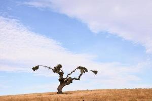 antiguo árbol en el colina foto