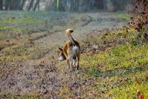 Dog walking in the grass photo