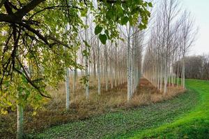 Scenic forest landscape photo