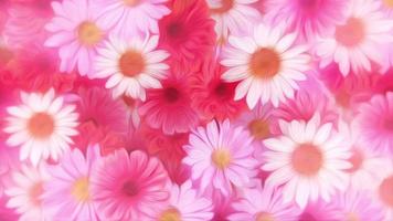 Beautiful Summer nature floral motion background animation in the style of an oil painting with gently moving white daisy flowers and pink and red gerbera daisies in full bloom. video