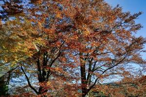 Scenic forest landscape photo