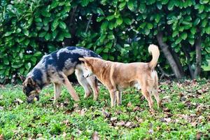 perros en el césped foto