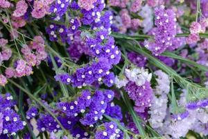 Flourishing purple flowers photo