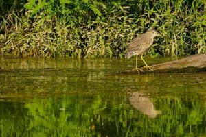 Bird in the river photo