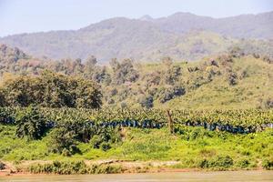 Scenic forest landscape photo