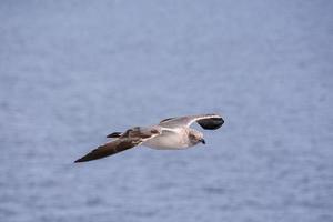 Seagull flying over the ocean photo