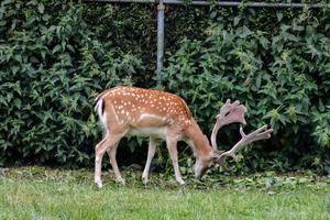 Deer grazing in the grass photo