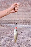 Fish on the hook photo