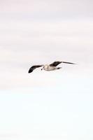 Seagull flying in the sky photo