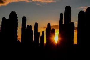 puesta de sol detrás cactus foto