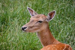 Deer in the grass photo