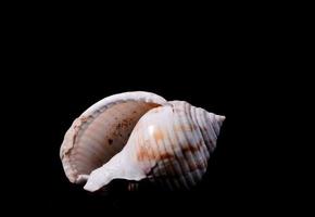 Shell on dark background photo