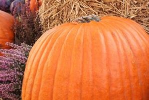 Colourful organic pumpkins and gourds on agricultural fair. Harvesting autumn time concept. Garden fall natural plant. Thanksgiving halloween decor. Festive farm rural background. Vegetarian food. photo