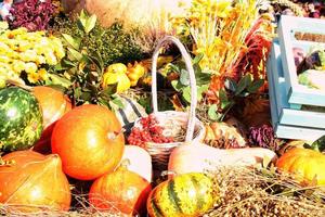 Colourful organic pumpkins and gourds on agricultural fair. Harvesting autumn time concept. Garden fall natural plant. Thanksgiving halloween decor. Festive farm rural background. Vegetarian food. photo