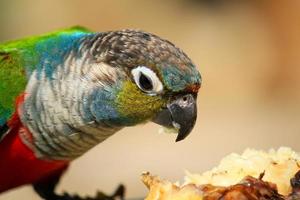 Colorful parrot enjoy eating banana lonely with blurred background. Close up beautiful bird, Animal wildlife and Feeding food concept photo