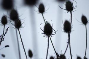 Dry plants. Black silhouettes of thorny plants. Gloomy background. photo