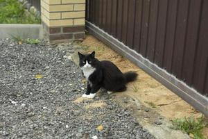 Cat with black and white coat. Pet on street. Animal near fence. photo