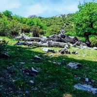 descubrir el asombroso belleza de un paisaje de arboles en el parte superior de el montaña, un sereno viaje a el corazón de de la naturaleza grandeza y majestad foto