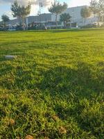 Nature beauty a mesmerizing sunset on the lawn photo