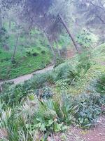 Hidden beauty of wild palms among the pine trees in the forest photo