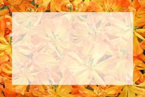 amarillo tulipanes amplio abierto borroso antecedentes con semi transparente blanco blanco texto marco. natural flores imagen con translúcido Copiar espacio. saludo tarjeta para primavera vacaciones. foto