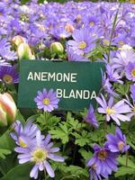 Winter windflowers, purple blue daisy-like flowers, vertical photo in garden, plant name table Anemone blanda, also known as Balkan anemone, Grecian windflower. Gardening and floristics concept.