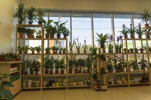 A showcase with indoor flowers in a flower shop, potted indoor flowers, Indoor plants photo