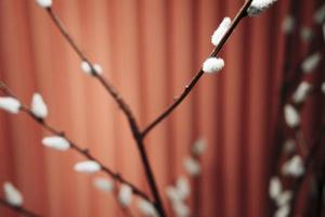 Decorative willow branches on a red-brown background in home design, blur photo