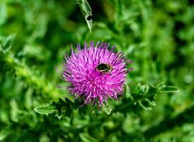 Beautiful wild flower winged bee on background foliage meadow photo