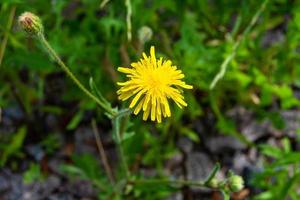 hermosa flor silvestre que crece el diente de león amarillo en la pradera de fondo foto