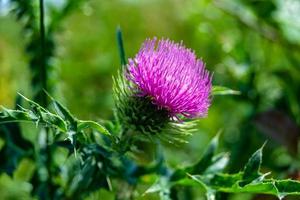 Beautiful growing flower root burdock thistle on background meadow photo