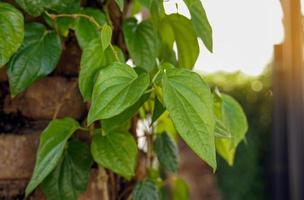 Bettle Piper is a hardy climbing vine. The leaves are monocotyledon, alternately, heart-shaped, with a pointed tip. The leaf texture is quite fresh. It has a specific aroma, spicy taste. photo