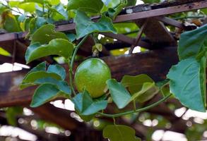 The passion fruit has an oval shape, a thick, oily rind. There are many seeds inside the fruit. It is a healthy fruit with high fiber content. Soft and selective focus. photo