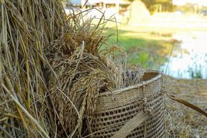 Yellow rice fields in bamboo baskets lying beside the haystack. Soft and selective focus. photo