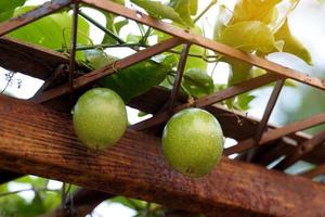 The passion fruit has an oval shape, a thick, oily rind. There are many seeds inside the fruit. It is a healthy fruit with high fiber content. Soft and selective focus. photo