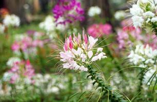 Cleome flowers come in a variety of colors, such as pink, white, and purple, in clusters at the end of the shoots. It is popularly planted as an ornamental plant to admire the beauty of the flowers. photo