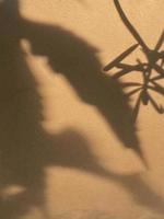 Shadow leaves on old wall background photo