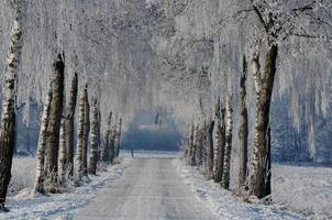 winter time in westphalia photo