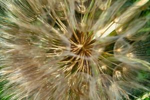 Beautiful wild growing flower seed dandelion on background meadow photo