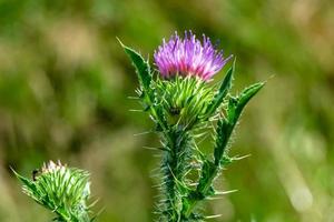 Beautiful growing flower root burdock thistle on background meadow photo