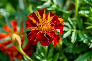 Fine wild growing flower marigold calendula on background meadow photo