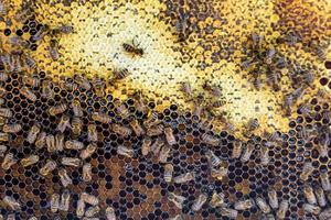 Abstract hexagon structure is honeycomb from bee hive filled photo