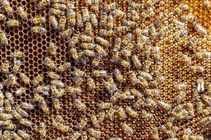 La estructura hexagonal abstracta es un panal de abejas lleno de colmena foto