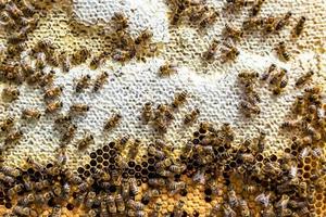 Abstract hexagon structure is honeycomb from bee hive filled photo