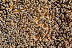 Abstract hexagon structure is honeycomb from bee hive filled photo