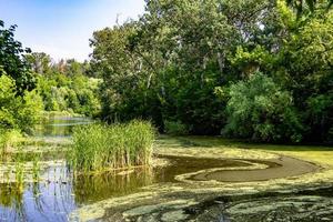 caña de pantano de hierba hermosa que crece en el embalse de la costa en el campo foto