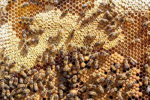 Abstract hexagon structure is honeycomb from bee hive filled photo