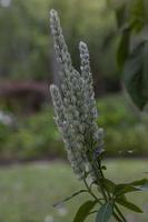 La planta de camarón blanco o justicia betonica es una hierba de Tailandia que se usa para curar una herida y ayudar a apagar el veneno. foto