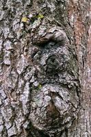 portrait owner of the forest Goblin, abstraction, background, bark of an old tree photo