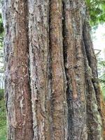 view of old pine tree trunks photo